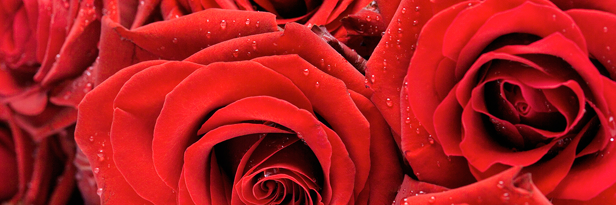 Are Your Valentine’s Day Roses Part of a Responsible Supply Chain? hero image