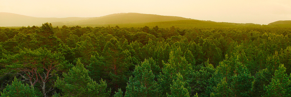 The Key to Sustainable Sourcing and Procurement: Focus hero image