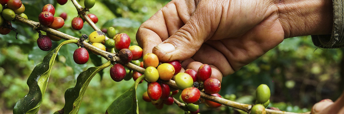 Four Microinsurance Trends for Large Insurers hero image