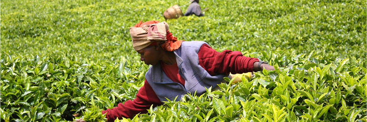 The Opportunity to Empower Women through Investments in East Africa’s Agriculture Supply Chain hero image
