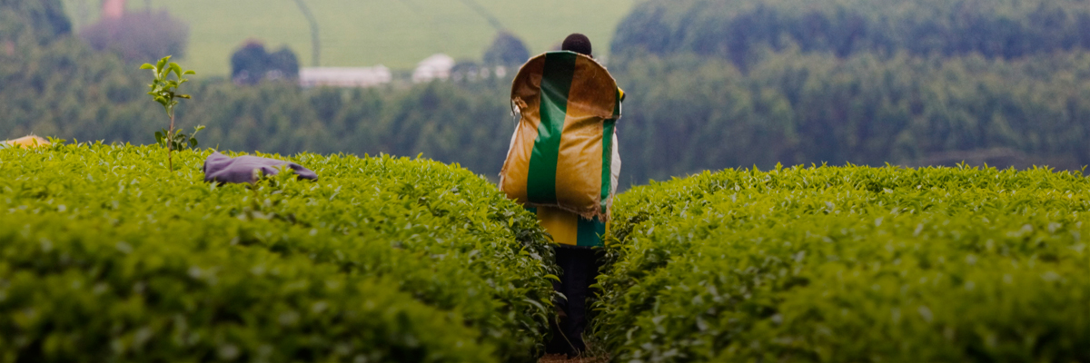 Empowering Women in Kenya’s Tea Sector: Adapting HERproject to the Smallholder Farm Context hero image