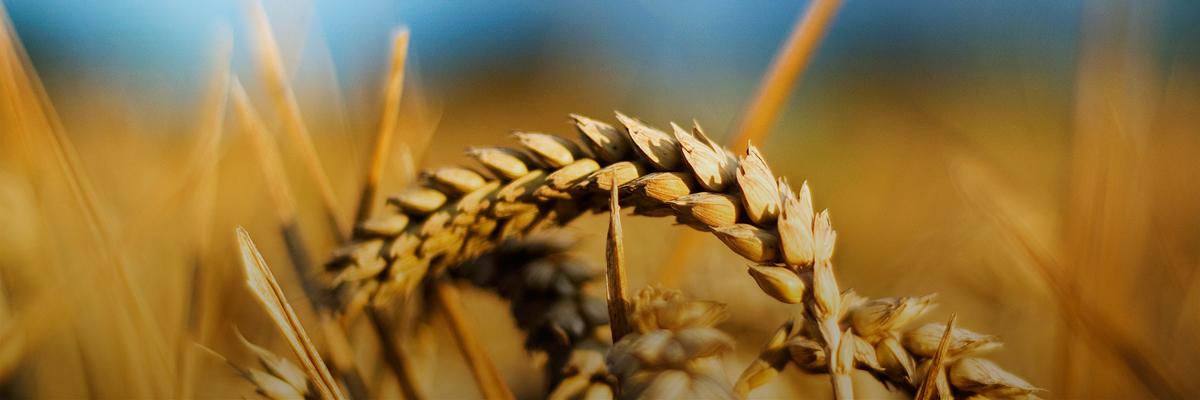 How General Mills Worked with BSR to Set Ambitious, Science-Based Climate Targets hero image