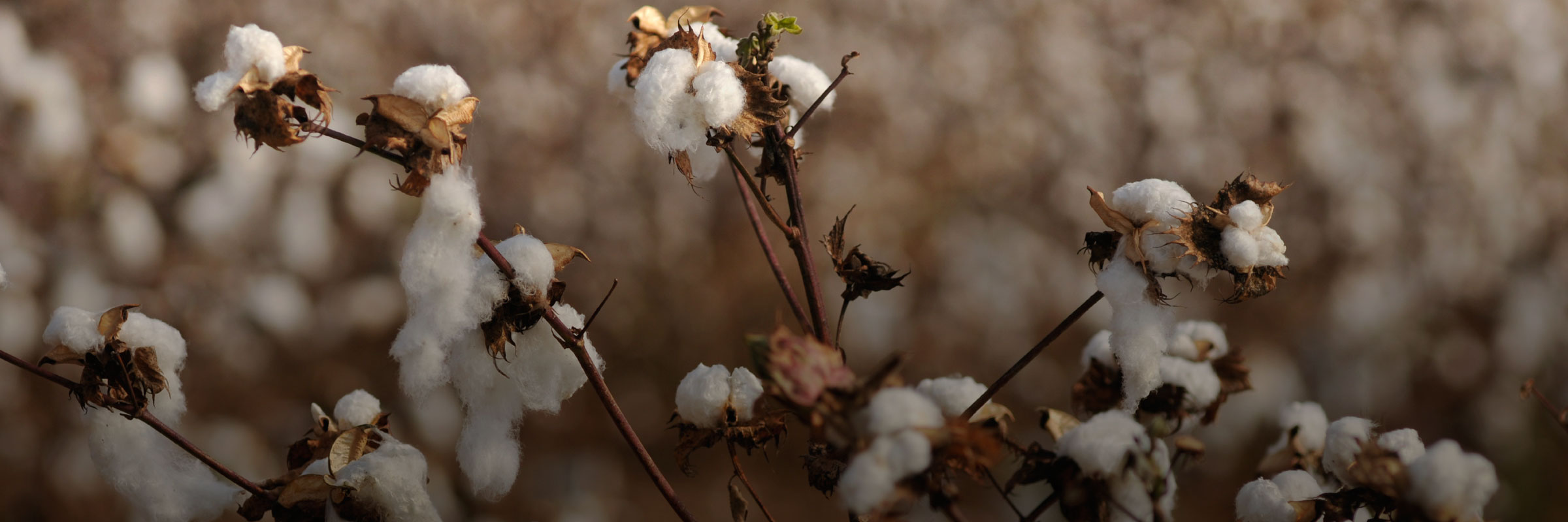 New BSR, Kering Report Examines How Climate Change Will Affect Luxury Fashion hero image