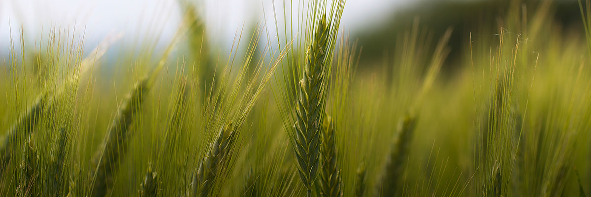 Walking the Walk: How Food and Agriculture Businesses Take Action on Climate hero image