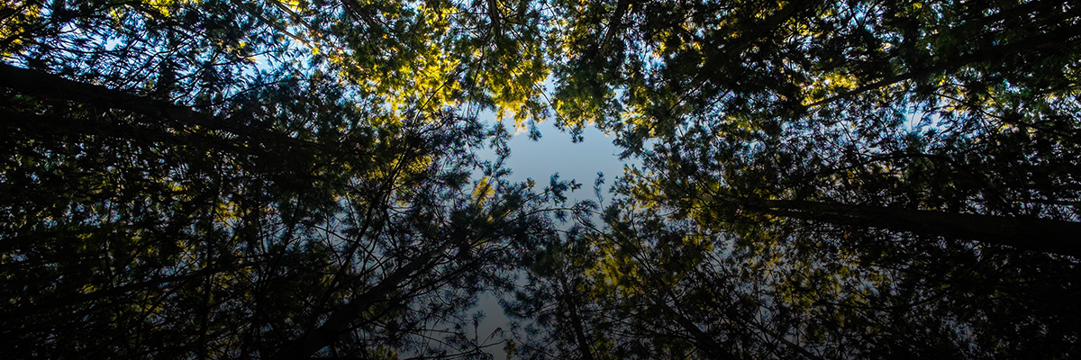 Walmart’s Climate Ambition Signals a New Market Reality hero image