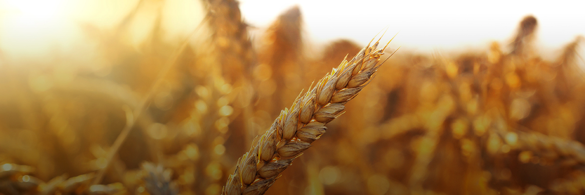 Three Ways to Scale Climate-Smart Agriculture in the United States hero image