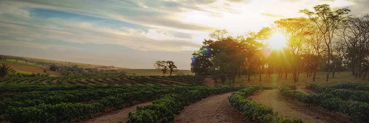 A First Look at How Companies Are Responding to the SDGs hero image