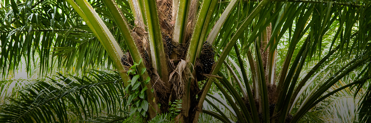 Taking a Closer Look at Migrant Workers in Malaysia hero image