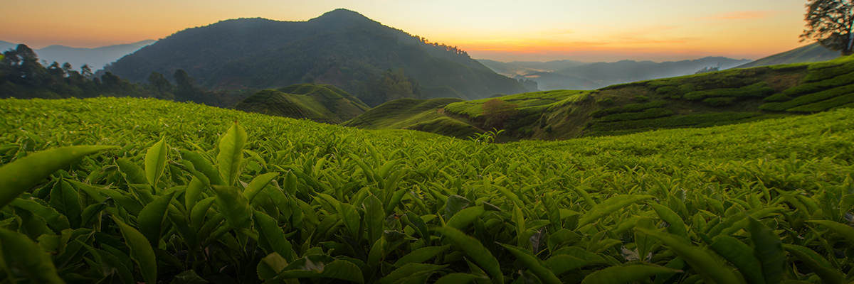 Modern Slavery Legislation and Corporate Responses: The Evolving Landscape hero image