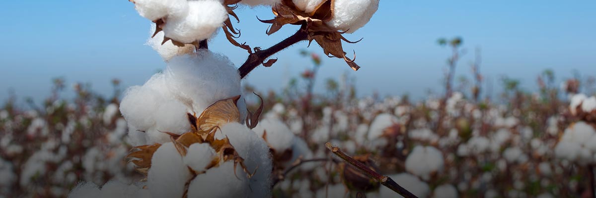 Three Steps to Tackle Raw Materials Risks—from the Inside Out hero image