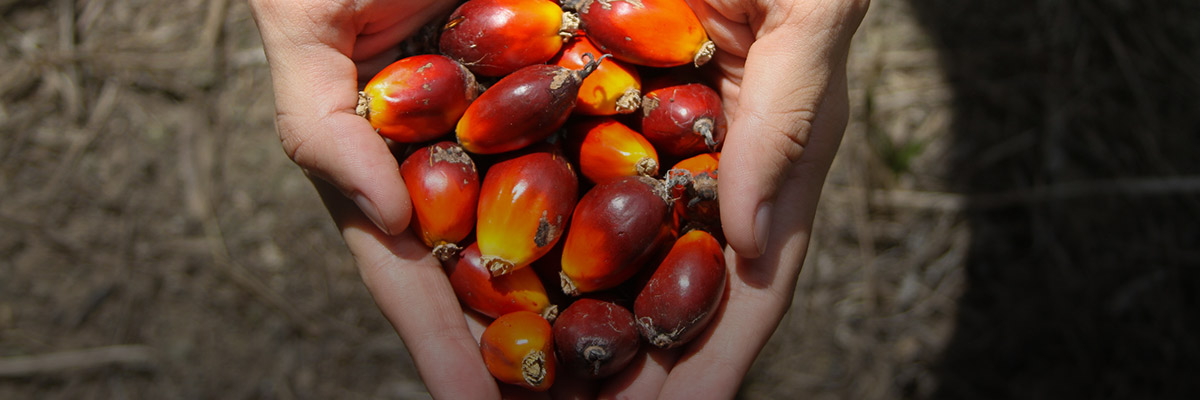 Building Momentum for Positive Change in the Palm Derivatives Sector hero image