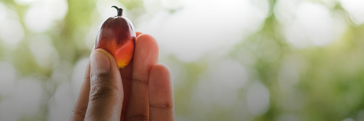 Six Steps to Prevent and Address Child Labor in the Palm Oil Industry hero image