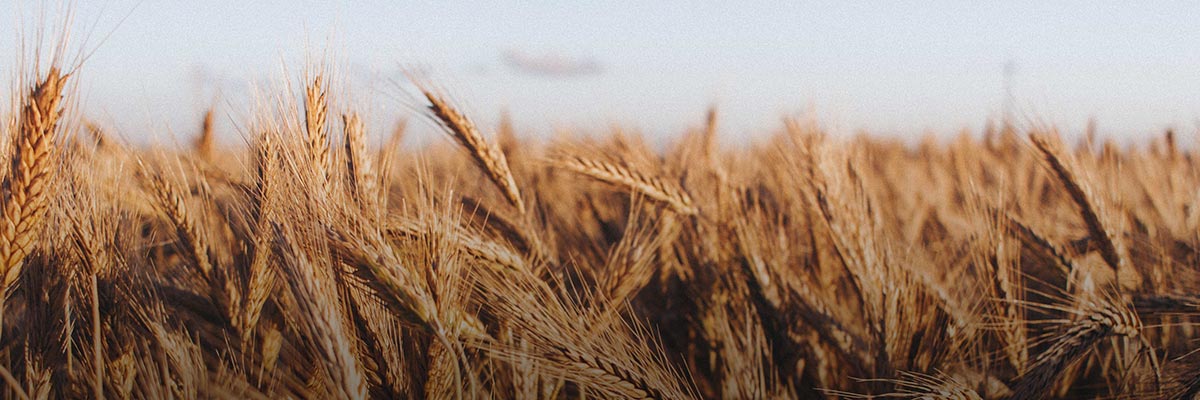 Scenarios Reveal the Urgency of Climate Action for the Food, Beverage, and Agriculture Sector hero image