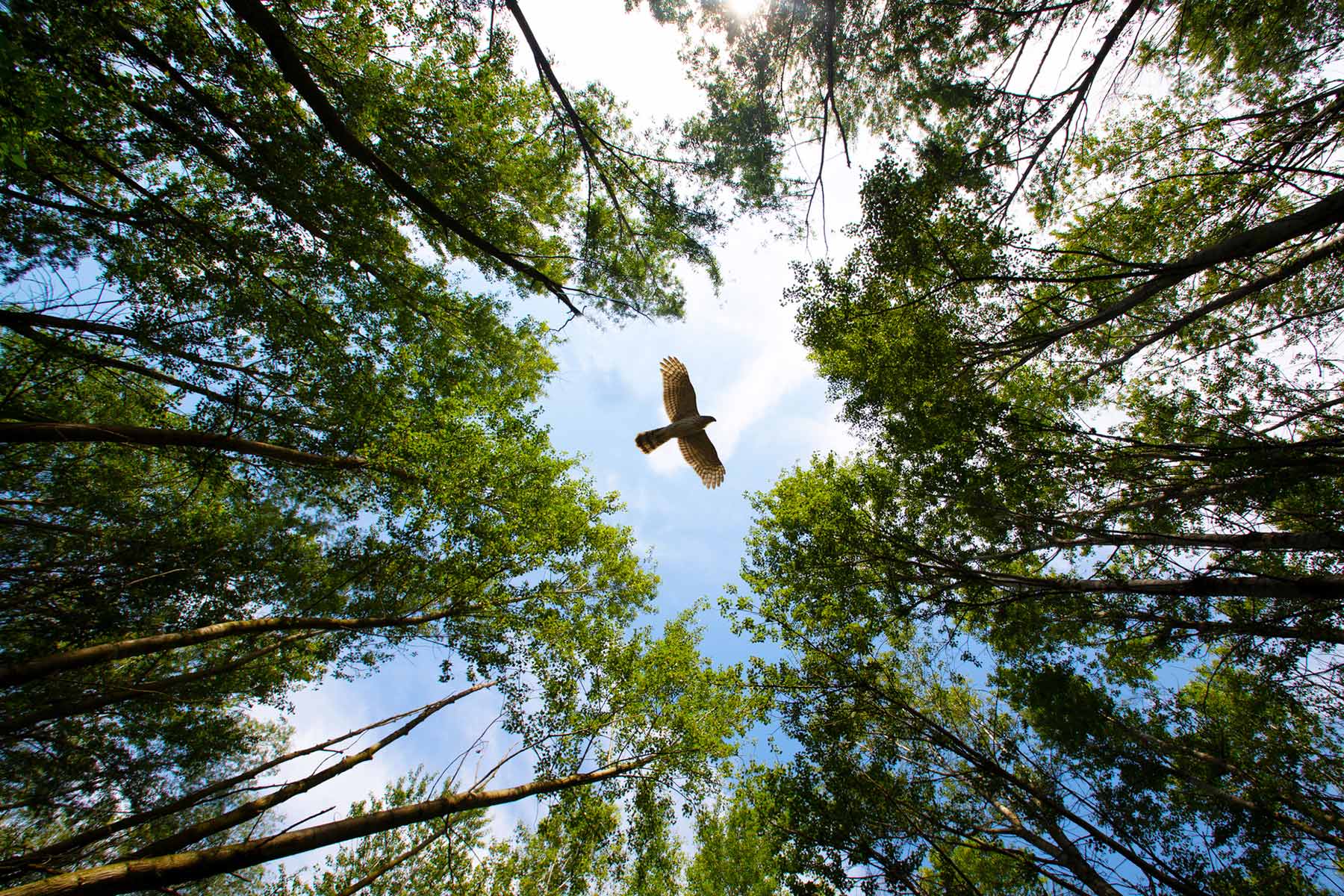 Decoding Nature’s Soundscapes hero image