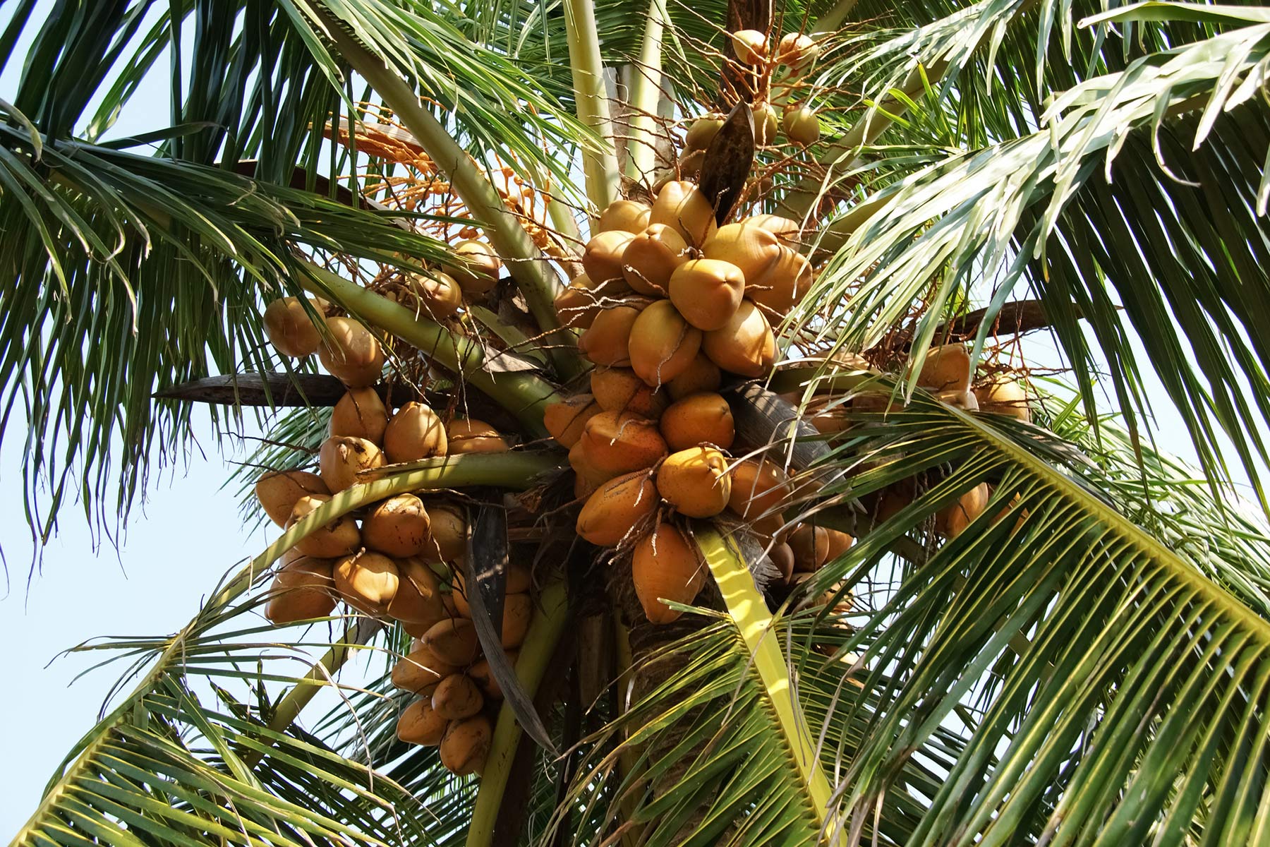 Sustainable Coconut Partnership: Toward a Responsible and Resilient Sector, hero image