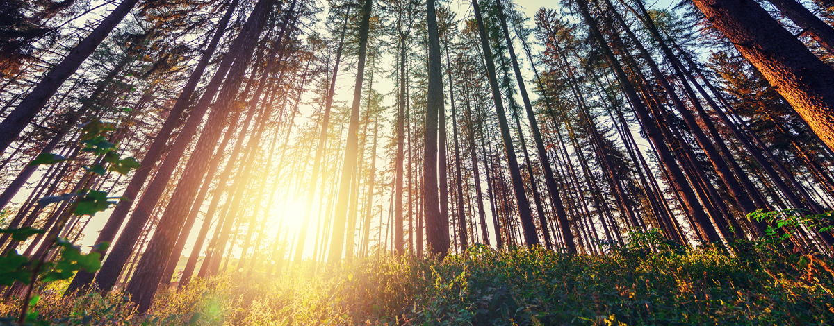 Addressing the Conflict Between Growth and Sustainability  hero image