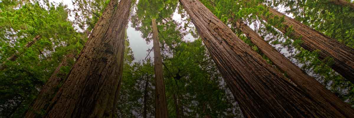 Why Ecosystem Services Is Relevant to your Company hero image