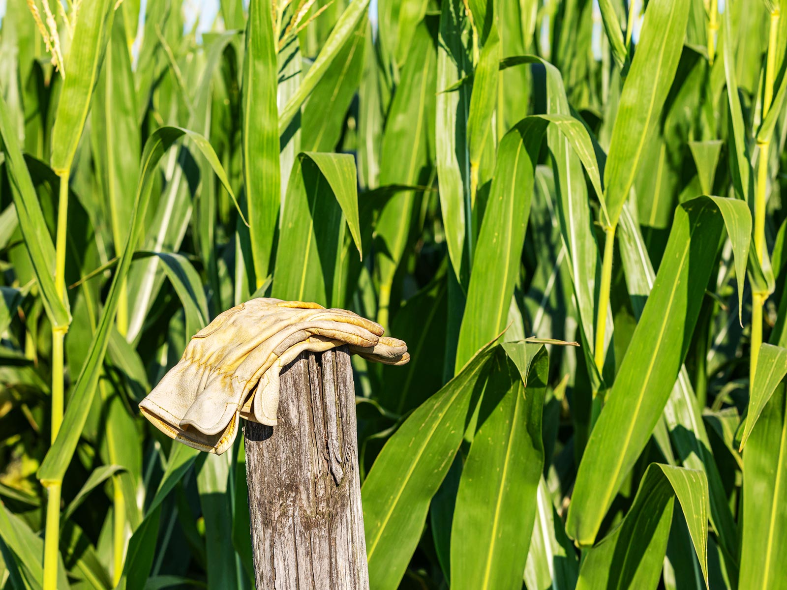 Human Rights in US Agriculture Working Group hero image