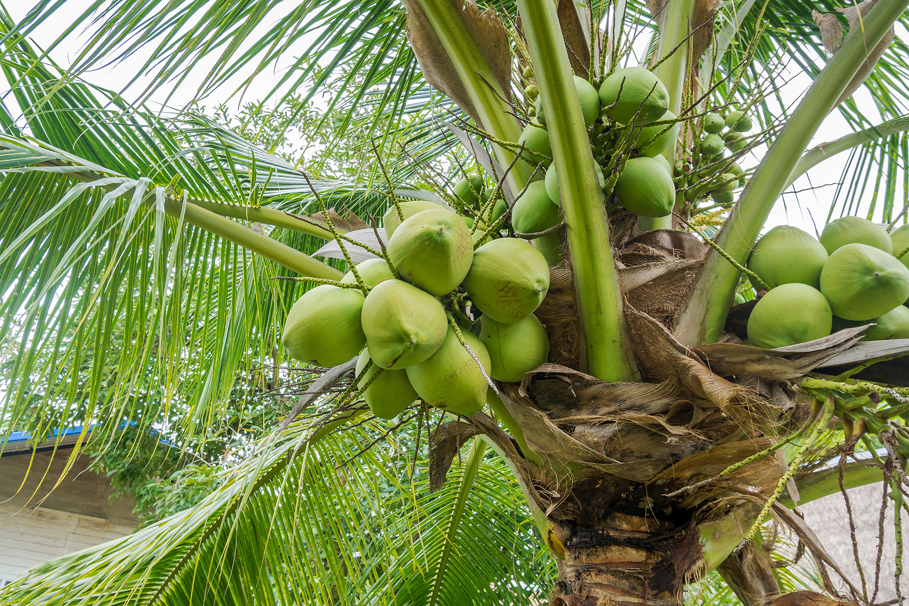 Sustainable Coconut Partnership hero image
