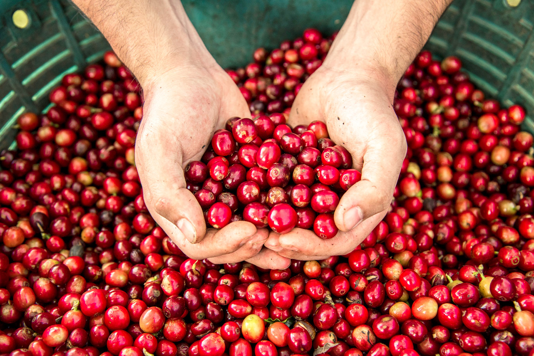 Five Ways Companies Can Help Smallholders and SMEs Prepare for Upcoming Regulations hero image