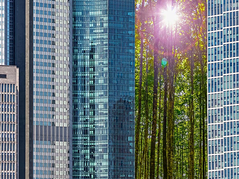 High rises and forests