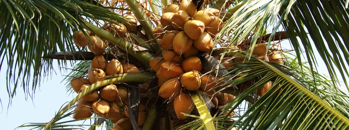 business plan for coconut production