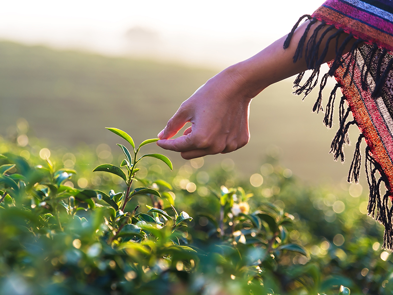 Sustainability Standards Driving Impact for Women in Global Supply Chains thumbnail image