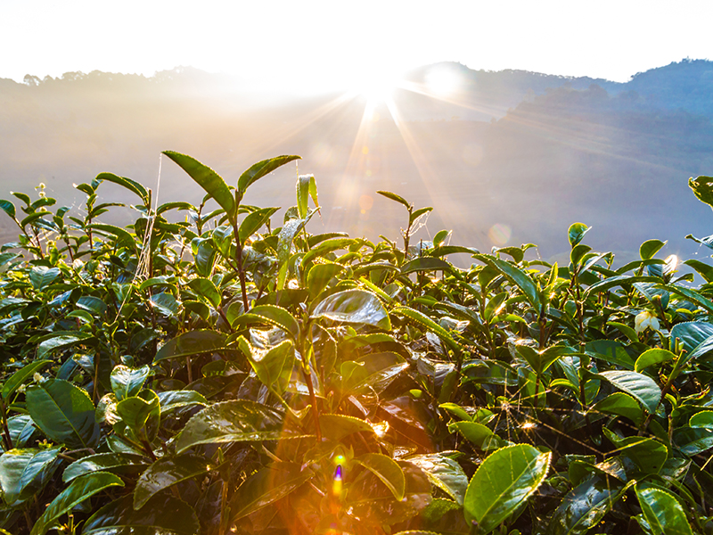 The Coca-Cola Company: Building a Climate-Resilient Value Chain thumbnail image