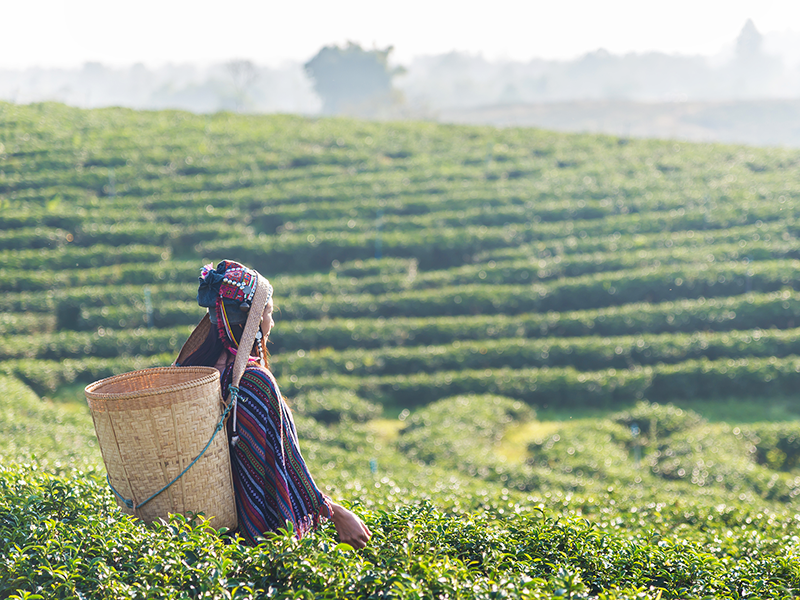 To Advance Gender Equality, We Need to Tackle Climate Change thumbnail image