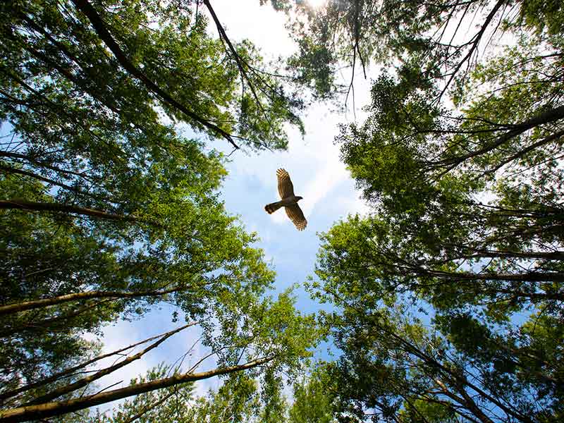 Decoding Nature’s Soundscapes thumnail image