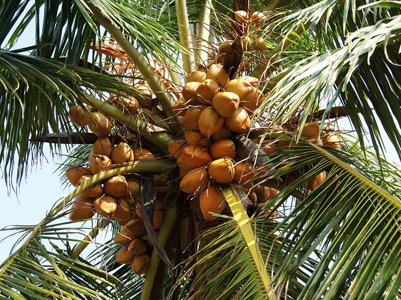 Sustainable Coconut Partnership: Toward a Responsible and Resilient Sector thumbnail image