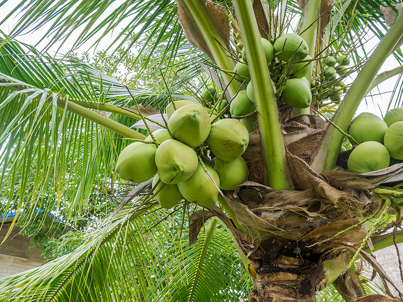 Sustainable Coconut Partnership thumbnail image
