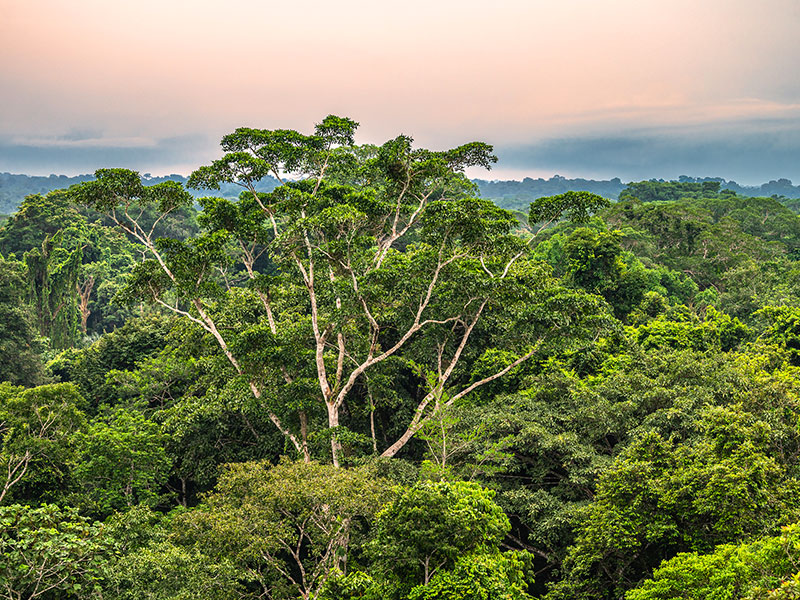 Strengthening Accountability for Environmental Harm: Pathways for Transformative Business Practices thumbnail image